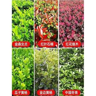 ��߅�����S������ɭС�~Ůؑ������t�~ʯ骺�ͩ�t���^ľ�G����