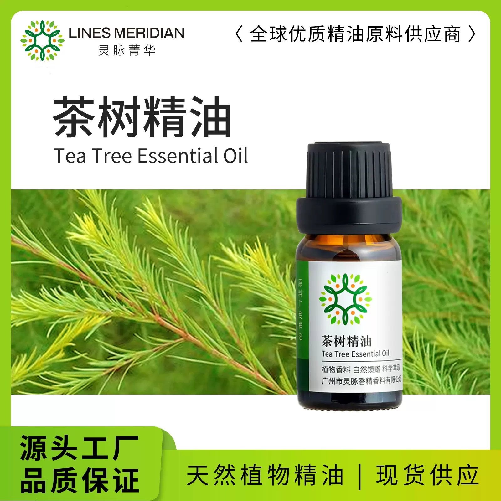 茶树精油 互叶白千层叶片澳洲茶树叶片蒸馏萃取所得茶树精油 10ML