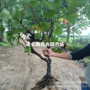 ꖹ�õ�����ј����������Ϸ��Nֲ����ͥԺ�ͺ�����޷�o�����ј�