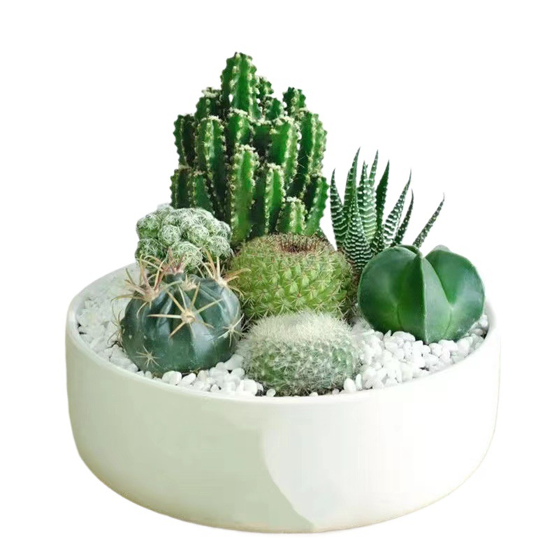 Plantas suculentas cactus plantas en maceta cactus de oficina planta en maceta cactus plantas en maceta flores en maceta