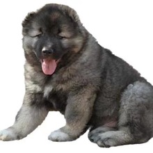 高加索犬幼犬活体大型猛犬护卫犬熊版高加索大骨架大头版高加索犬