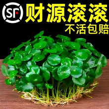 ˮ��ֲ���~�X���҃����ԾGֲ�����~��ˮ�B���X���ļ����B����ֲ��