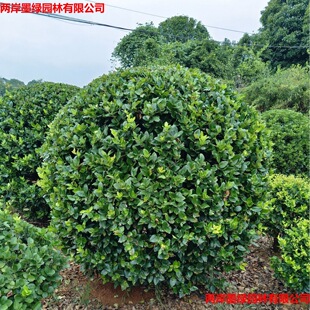 ���Ϲ�����ɭŮؑ�� �GֲͥԺ�G��������ľ�ļ����G���ϻ��،���