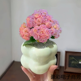 Haitianxia Longevity Flower Succulent Plant Pink Flowering Plant Living Room Balcony Potted Green Plant Flower Easy to Grow for Novices