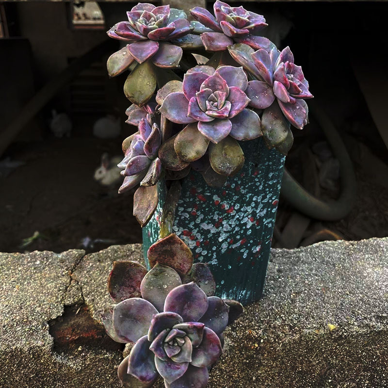 ღZile 6개의 긴 머리와 2개의 짧은 머리ღ