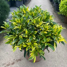 盆栽;灌木;蕨类植物