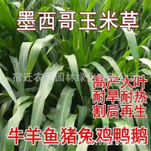 进口墨西哥玉米草种子优12阔叶玉米草猪羊牛鱼兔养殖草籽高产牧草