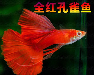 ����ȫ�t��ȸ�~�Ꭷ�~С�ͼ��N�^�p�~��ȸ�~�Pβ�~��ȸ̥���׷�ֳ