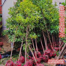 ������骳����z�ľ���纣���S����С�~��̴��t��֦�玧�����~