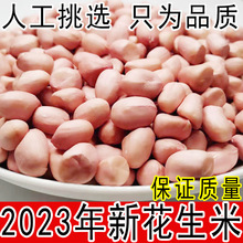 2023年新花生米白沙新货山东特级粉皮新鲜不带壳散装小粒生花生米