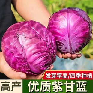 Purple Cabbage Seeds, Lettuce, Cabbage, High-Yielding Vegetables, Cabbage Seeds, Field and Courtyard Sowing