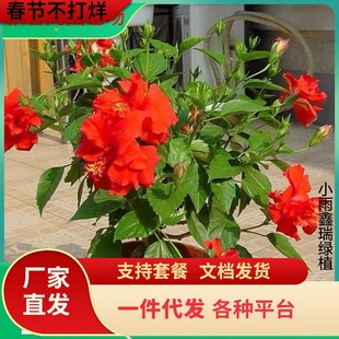 һ�����lľ�Ȼ������ذ��M�ڵ�����ɣ��������ļ��_��ֲ���̨