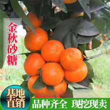 ���Ә���ɰ������޽ӽ���Ә����Ϸ����Ե��ԷNֲ�����箔��Y��