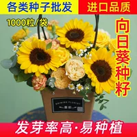Японские импортные семена подсолнечника Винсент, декоративные семена подсолнечника для цветов