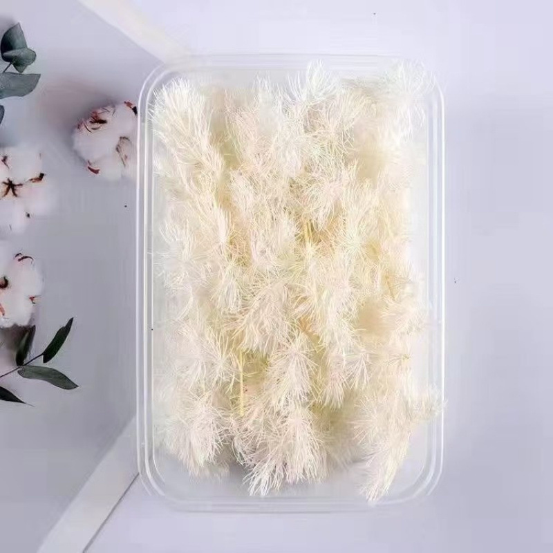 백재료봉래소나무 15g-드라이플라워봉지