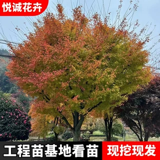 赤枫树苗绿化苗木色块绿篱行道点缀四季常青赤枫苗 珊瑚阁枫树