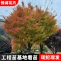 点缀绿化绿篱色块枫树