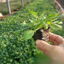 苗圃批发蓝花鼠尾草  地被鼠尾草花海景观用苗杯苗 草花