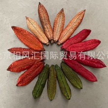 【海星叶】巴西干果干花干枝搭配装饰拍照道具天然植物节日送礼