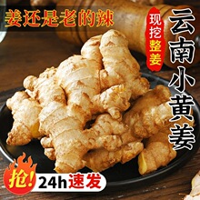 正宗云南小黄姜新鲜嫩姜嫩子姜现挖农家沙姜老姜生姜蔬菜批发
