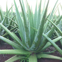 ���������J�C�����辰�Gֲ���ܹ��w���r�J�C��ɳ���Nֲ���B�׻�