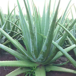 ���������J�C�����辰�Gֲ���ܹ��w���r�J�C��ɳ���Nֲ���B�׻�