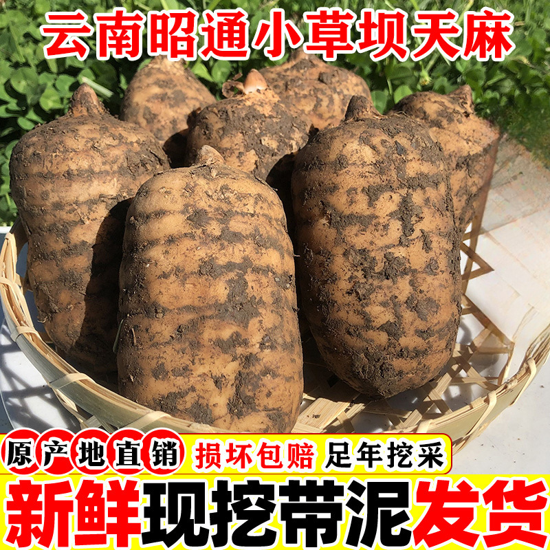 新鲜天麻野生云南昭通特级正小草坝正宗天麻粉片干中药材包