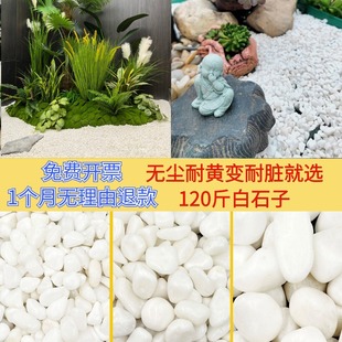Natural white cobblestone floor landscaping garden landscape courtyard fleshy green plant step stone white stone white sand stone