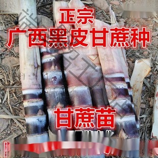 甘蔗苗甘蔗汁大量供应阳台四季甜杆苗株健壮苗孑高产量甘蔗梢