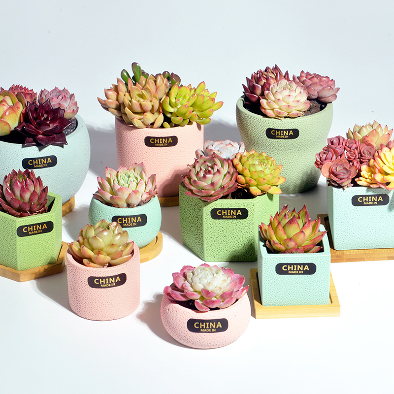 马卡龙多肉盆北欧桌面再生陶盆花盆透气迷你小花盆摆地摊工厂批发