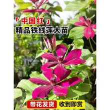 铁线莲中国红大苗盆栽带花苞爬藤植物攀援花卉重瓣老桩四季好养活