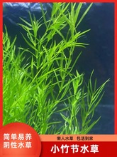 印度小竹节竹节草真水草水族箱鱼缸造景观赏新手懒人阴性水草繁殖