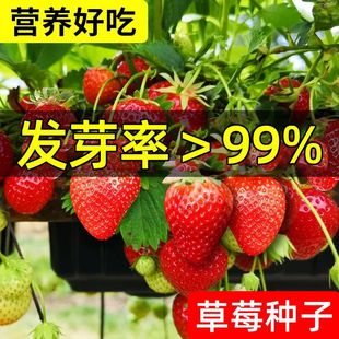 ͲݮNӡļݮļ׷N̨ˮ߲˷N