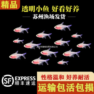 �t�ǲ����^�p�~С�͟Ꭷ�ǲ������~�����~���w��ˮȺ��С�͟����~