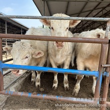 夏洛莱牛养殖场 夏洛莱小公牛繁殖小母牛-河南西门塔尔牛哪里有