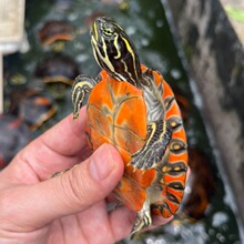 乌龟活物批发宽纹火焰龟苗深水龟彩龟苗素食吃菜宠物深水吃鱼粪