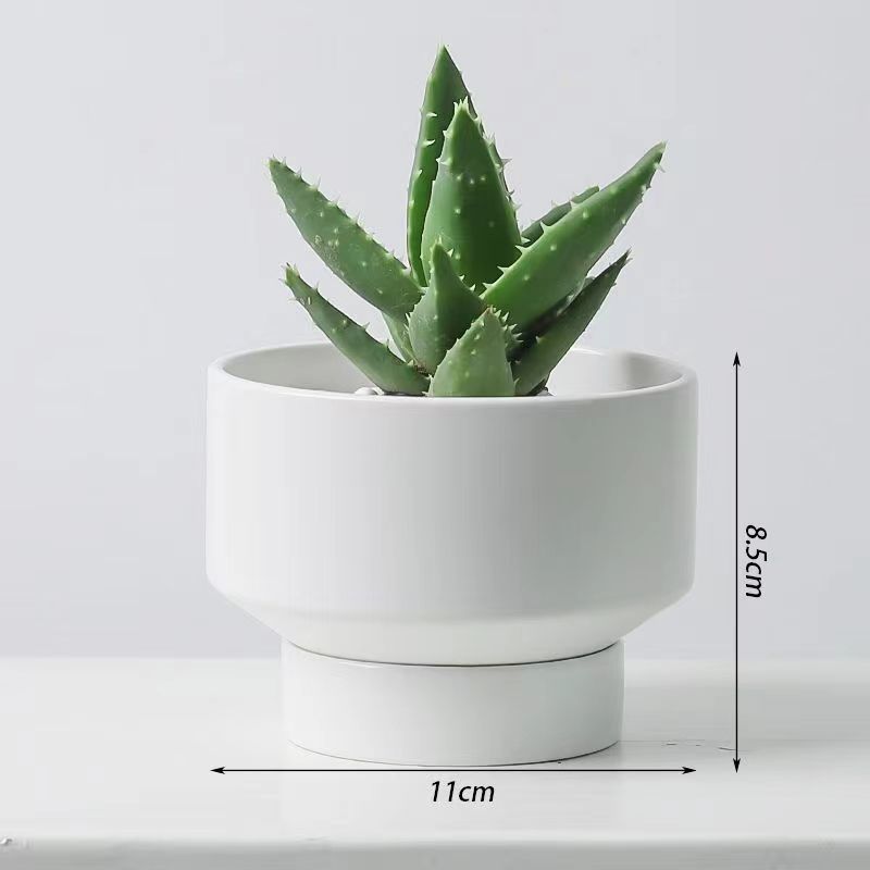 Un cactus de corazón pequeño maceta flores suculentas plantas verdes fáciles de alimentar y vivir decoración de escritorio de oficina fácil de vivir image 9