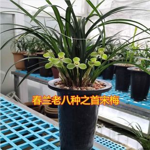 �㽭�����m���� ���m ��÷ �ϰ˷N �ɰ��̨����ֲ���m������