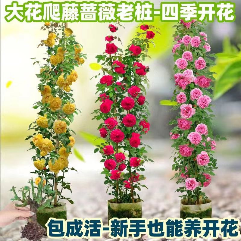 Flores de gran pila de rosas de rosa de temporada vieja, plantas de patio fragrantes, flores de balcón, flores de flores de rosa de rosa en todas las estaciones image 2
