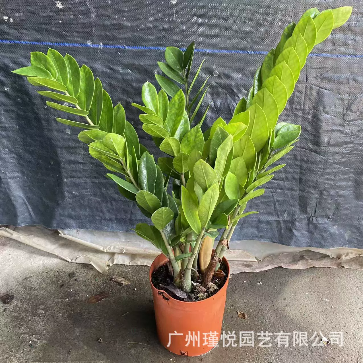 金钱树盆栽室内植物钱串子招财树客厅绿植基地直发批发绿绿植盆栽