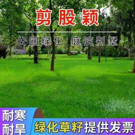 剪股颖草籽矮生耐践踏四季青草坪种子庭院别墅高尔夫球场绿化专用