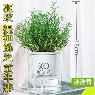 Rosemary Potted Edible Steak Herb Mint Leaves Indoor Balcony Easy to Grow Mosquito Repellent Florals and Green Plants in All Seasons