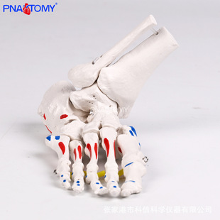 �_�P��������ֹ�c����ģ����Ǽ��⸽���c�Ϳ��t�W�̌W��Ӗ���߷�