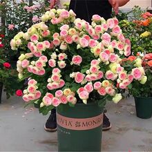 一件代发新品玫瑰花苗果汁阳台高档灌木月季母本大苗庭院阳台四季