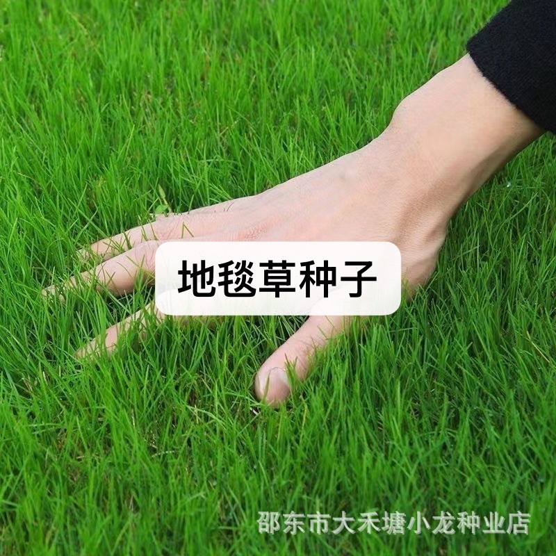 地毯草种子四季常青草籽草坪种子免修剪草坪真草绿化地毯草泥土草