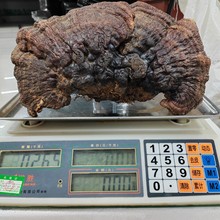 灵芝批发野生林芝黑灵芝切片泡酒东北长白山灵芝