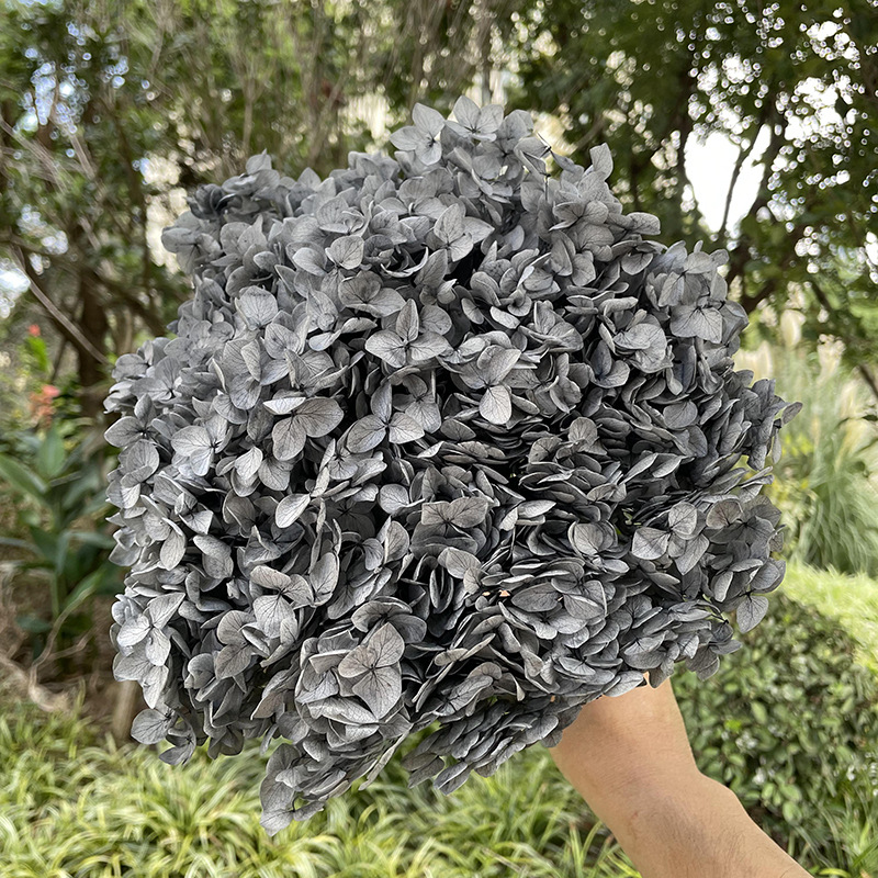 Yunnan Anna Hydrangea Flower Wholesale DIY Flower Preservation Flower Materiales de Regalo de Navidad