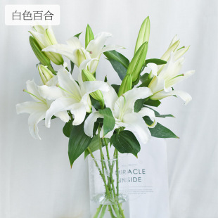 [Siberian White Lily] Kunming Base Wholesale High Quality White Lily Fresh Cut Flowers Floral Decoration