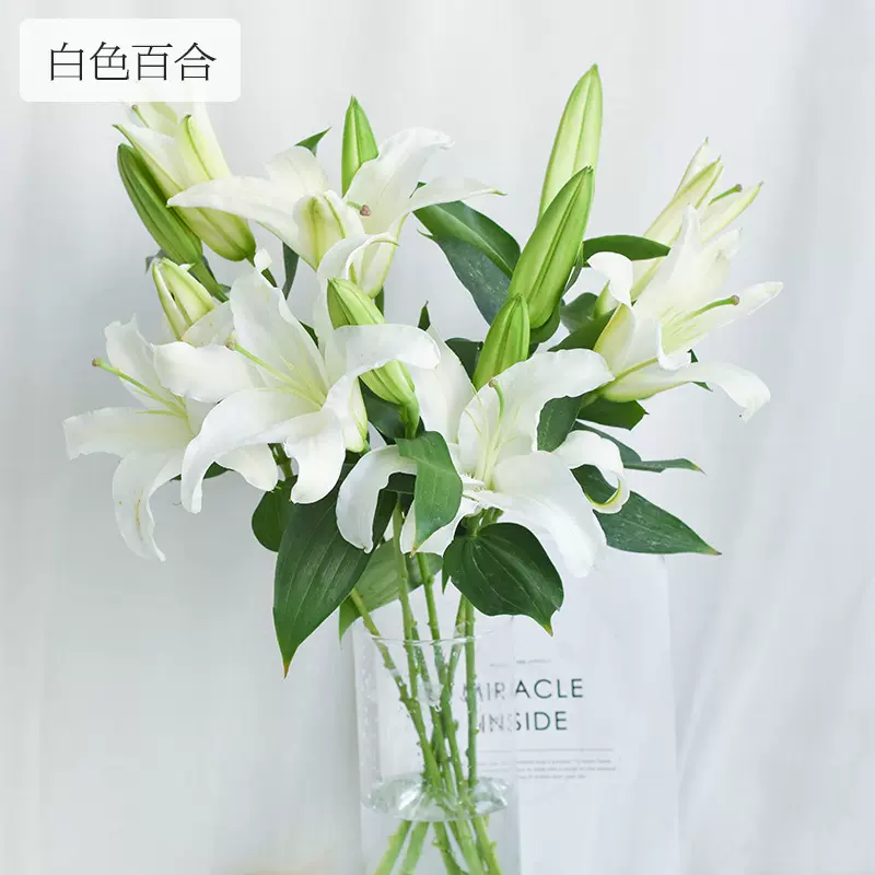 【西伯利亚白百合】昆明基地批发 高品质白色百合鲜切花 花艺装饰