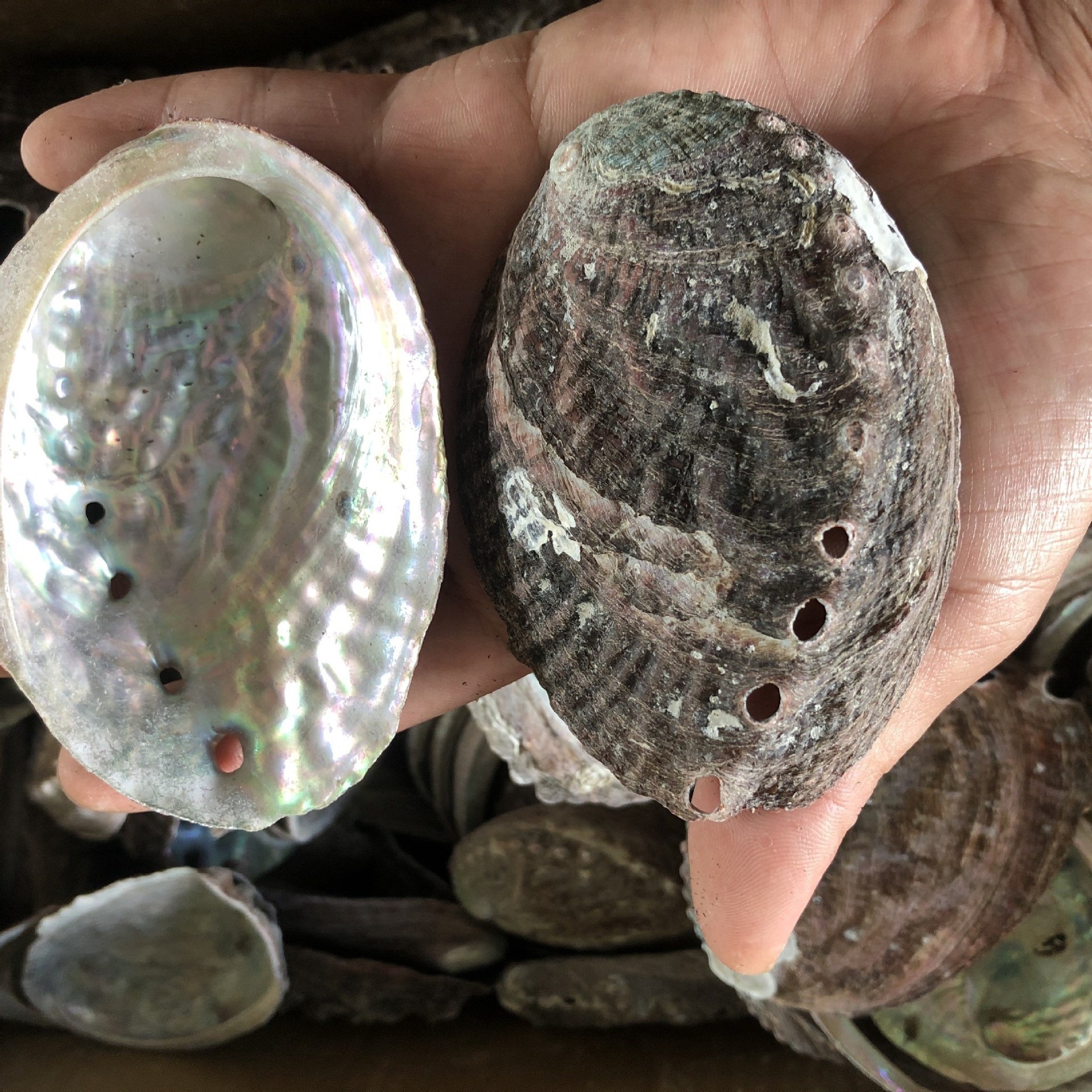 Correo de ajo hawaiano Barbacoa grande Vieira Bandeja de abanico Bolsa de concha grande Ventilador de media concha al vapor Blanco